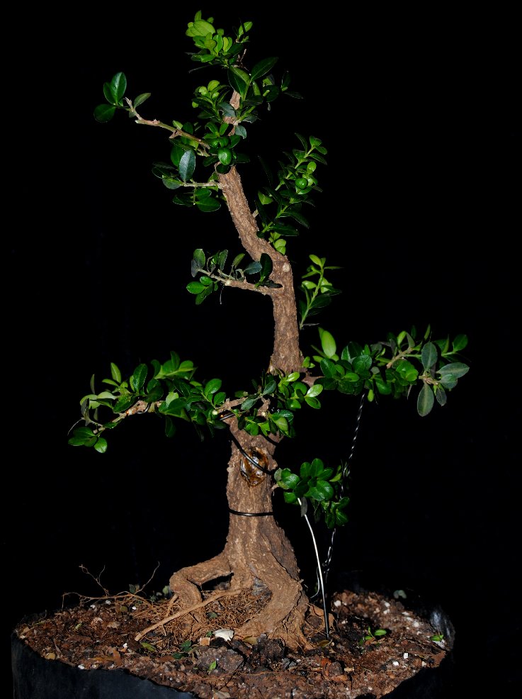 Informal upright single trunk Buxus sempervirens progression A10