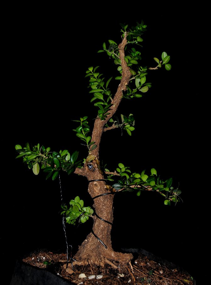 Informal upright single trunk Buxus sempervirens progression B10