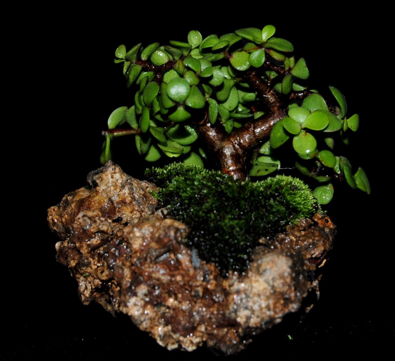 Portulacara afra var. prostrate - Another fun project. Baby_j10