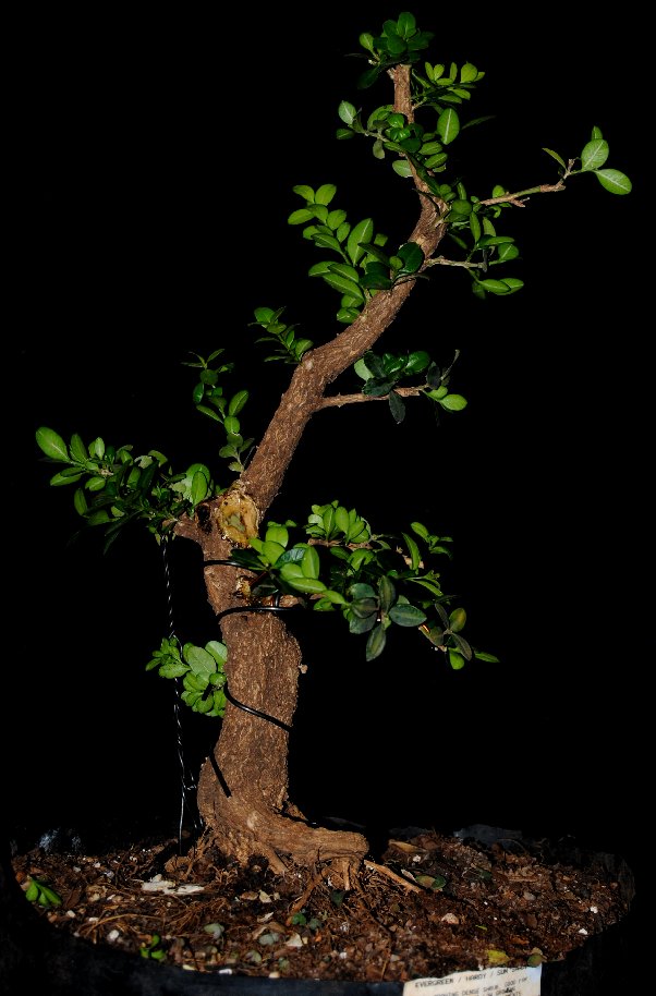 Informal upright single trunk Buxus sempervirens progression C10