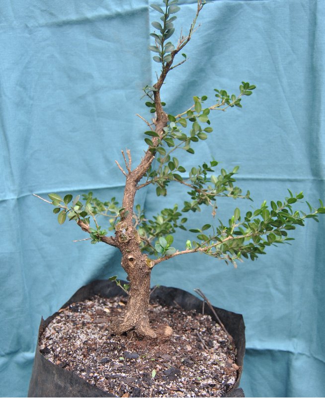 Informal upright single trunk Buxus sempervirens progression Side_b10