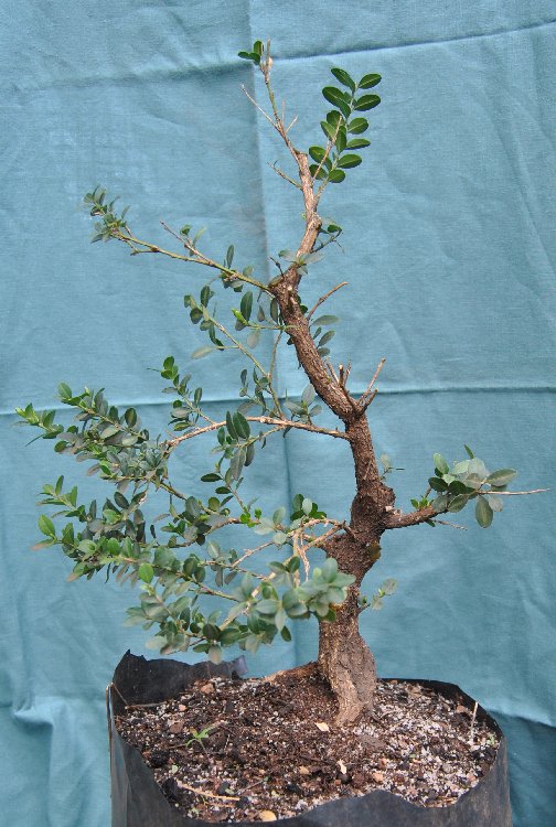 Informal upright single trunk Buxus sempervirens progression Side_c10