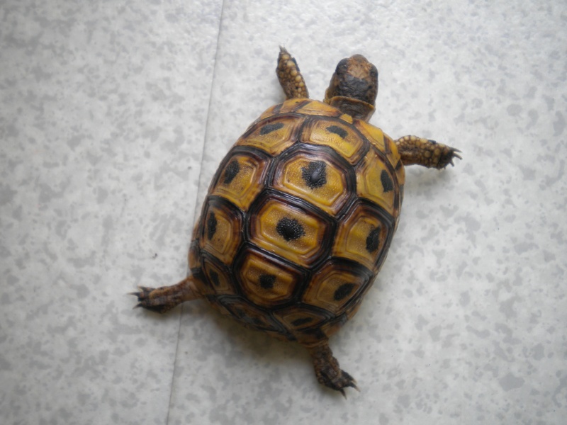 On m' a donné une tortue terrestre ... Dscn8511