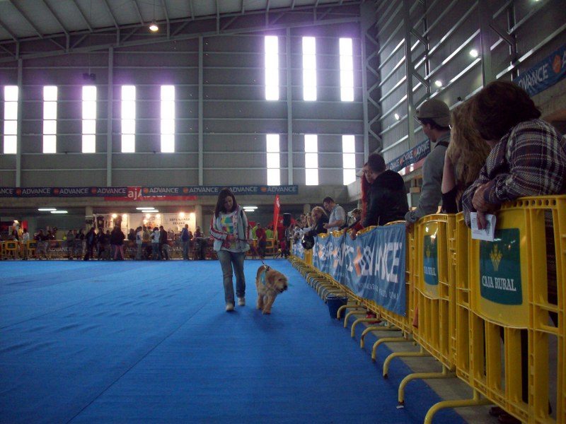 Feria Nortemascotas - Mieres - 20 y 21 de abril Grifo10