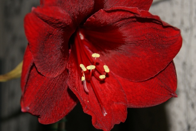 amaryllis Dsc01511