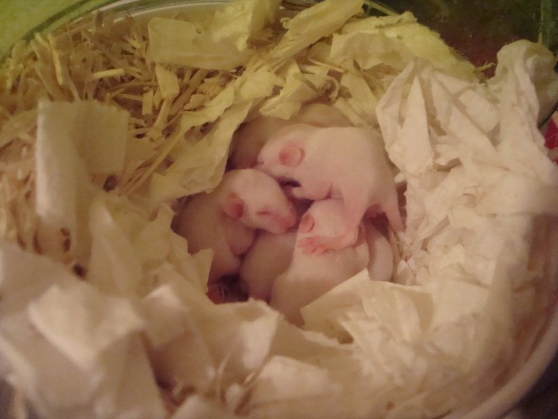 Petites souris males à adopter (région PACA)-adoptées Dsc01710