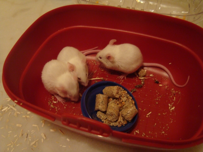 Petites souris males à adopter (région PACA)-adoptées Dsc01711