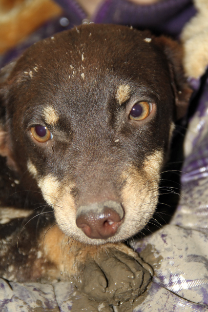 Poucette, femelle x pinscher de 19 mois, oreilles mutilées (Serbie) Img66313