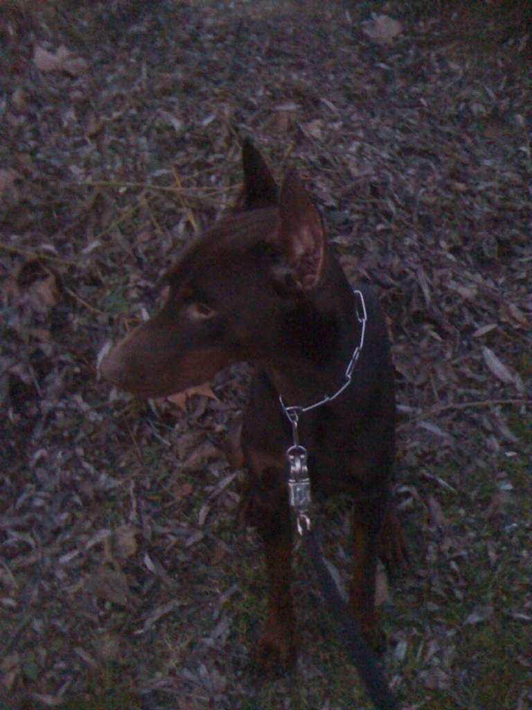 Dobermann chocolat de 2 ans (Seine et Marne) ADOPTE Kaiser10