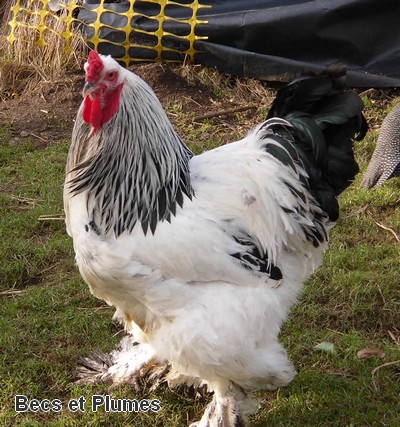 la poule Brahma Brahma13