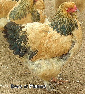 la poule Brahma Brahma15