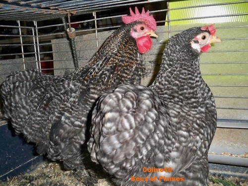 la poule Pékin Pekin110