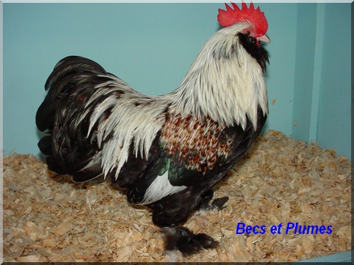 la poule Faverolles  Pic310