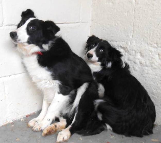 Meet Bill and Ben terrified pair of collies :(  SAFE Bill_a10