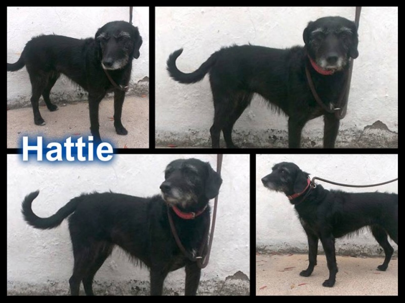 Meet Hattiecross breed new girl PTS day 11 July  SAFE Hattie10