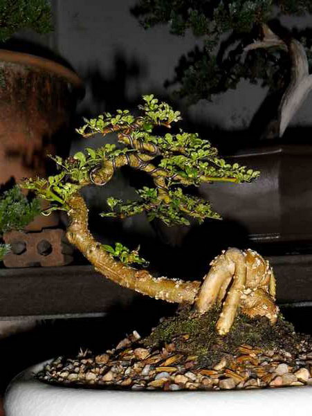 You still have your first bonsai?  - Page 3 Sam_0910