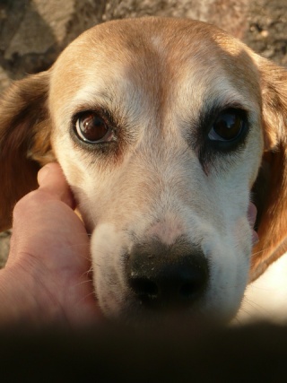 SPEEDY, beagle femelle, 9 ans (11) - Page 4 P1140610