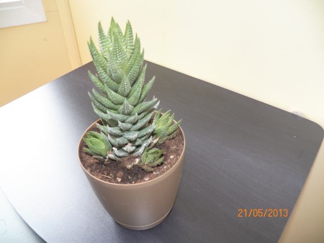 Voici mes 5 nouvelles amies j'adore ce genre de plantes !!! Kodak_24