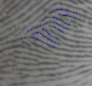 Is this a comb pattern or no pattern in mercury mount - Page 3 Anand-15
