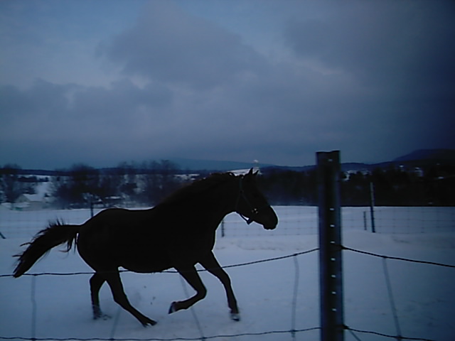 photos de chevaux dans la neige Gustav11