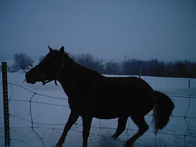photos de chevaux dans la neige Gustav12