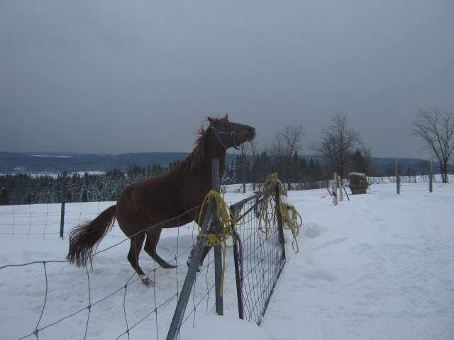 photos de chevaux dans la neige Img_2111