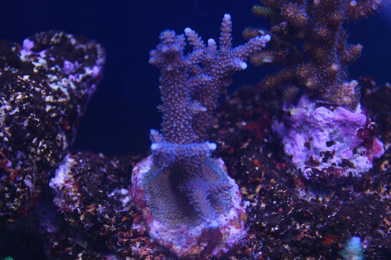 My piece of reef Img_3622