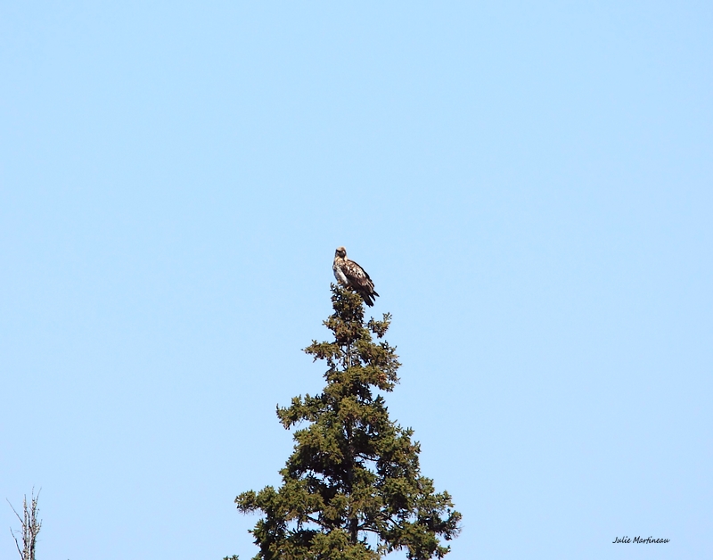 Hautes Laurentides Img_2012