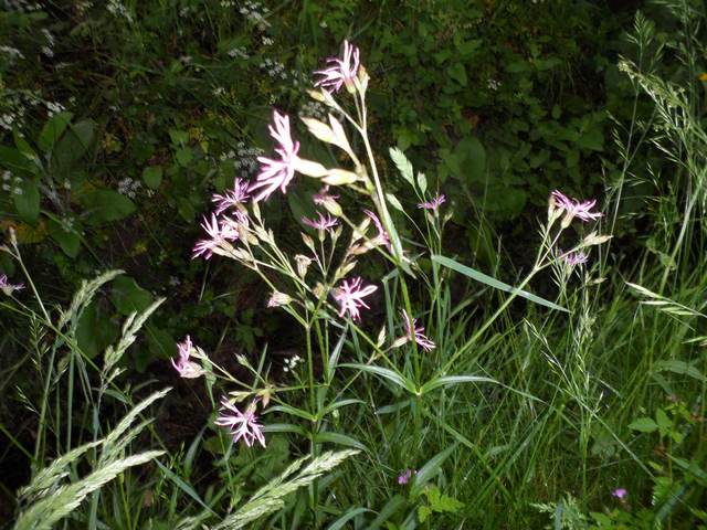 Plantes et fleurs sauvages de nos régions - Page 3 00710