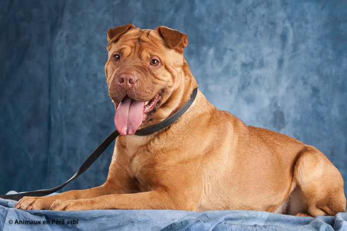 Bella xsharpei 6 ans  ANIMAUX EN PERIL Bella110