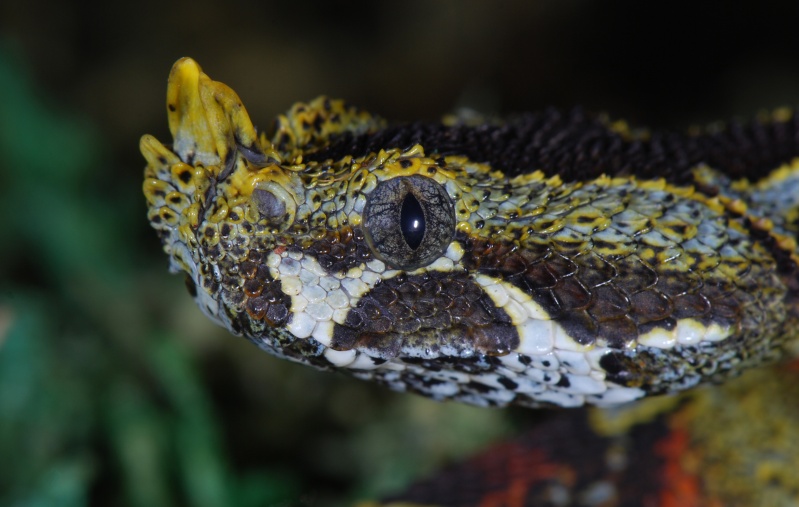 Portrait of Bitis nasicornis Dsc_0010