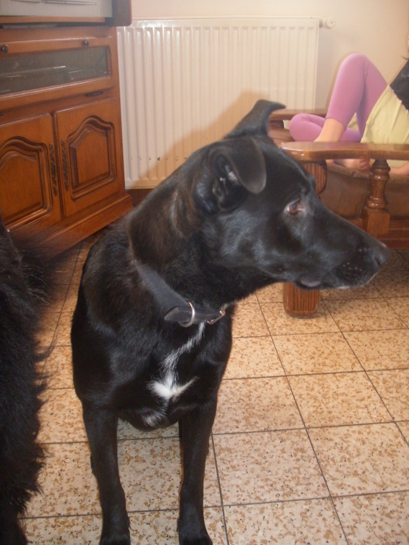 DAIKO croisé labrador /border collie 2 ans ALEAC50