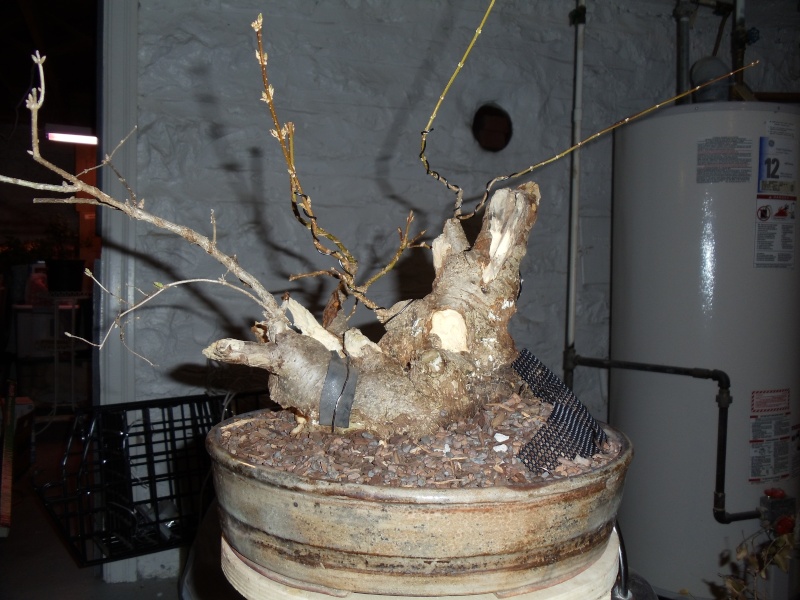 Forsythia stump Dsc01016
