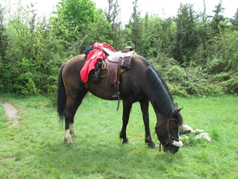 De Paladru à Virignin...à cheval biensûr ! Img_0020