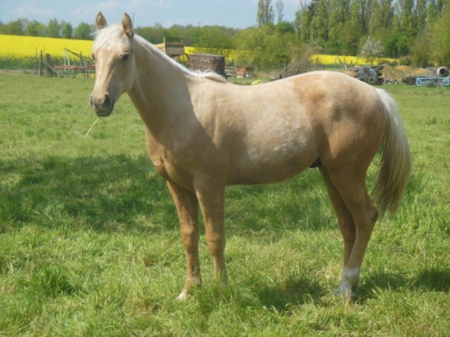 Cherokee Powder Bar: Hongre quarter horse fondation palomino 2012 // VENDU  - Page 5 Dscn1718