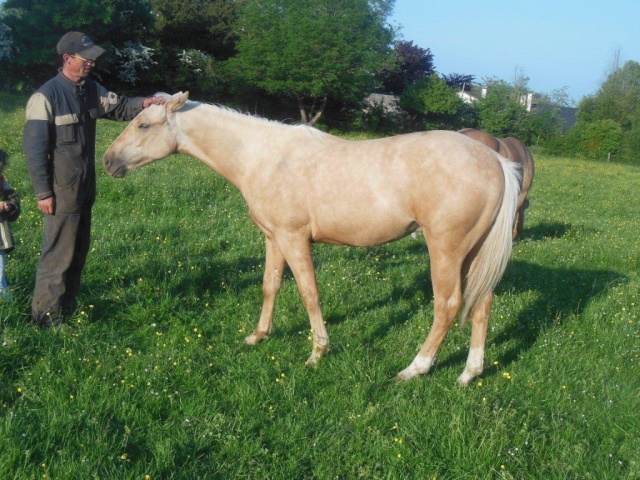 Cherokee Powder Bar: Hongre quarter horse fondation palomino 2012 // VENDU  - Page 5 Dscn1927