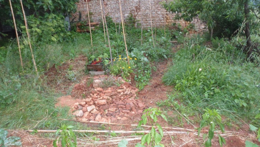 L'écologie dans mon jardin Sam_1712