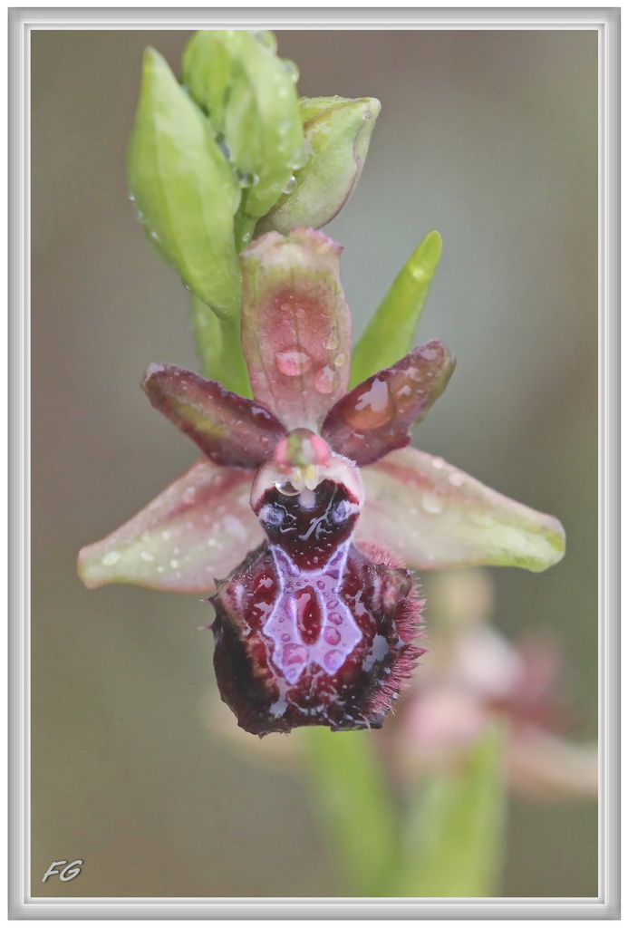 O. magniflora des Corbières occidentales (11)  16_oph10