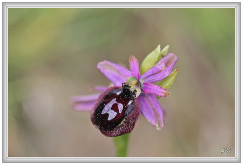 O. catalaunica en juin 2_img_10