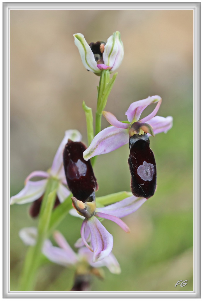 O. magniflora des Corbières occidentales (11)  5_ophr10