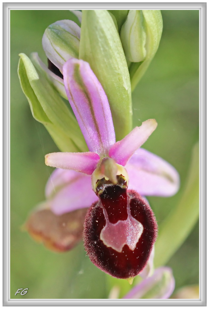 Ophrys bertolonii catalaunica (Ophrys de Catalogne ) 5_ophr13