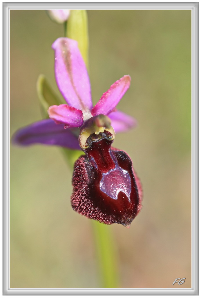 Ophrys bertolonii catalaunica (Ophrys de Catalogne ) 8_ophr12