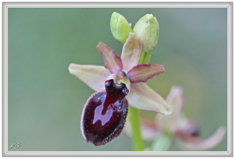 O. magniflora des Corbières occidentales (11) 9_ophr10