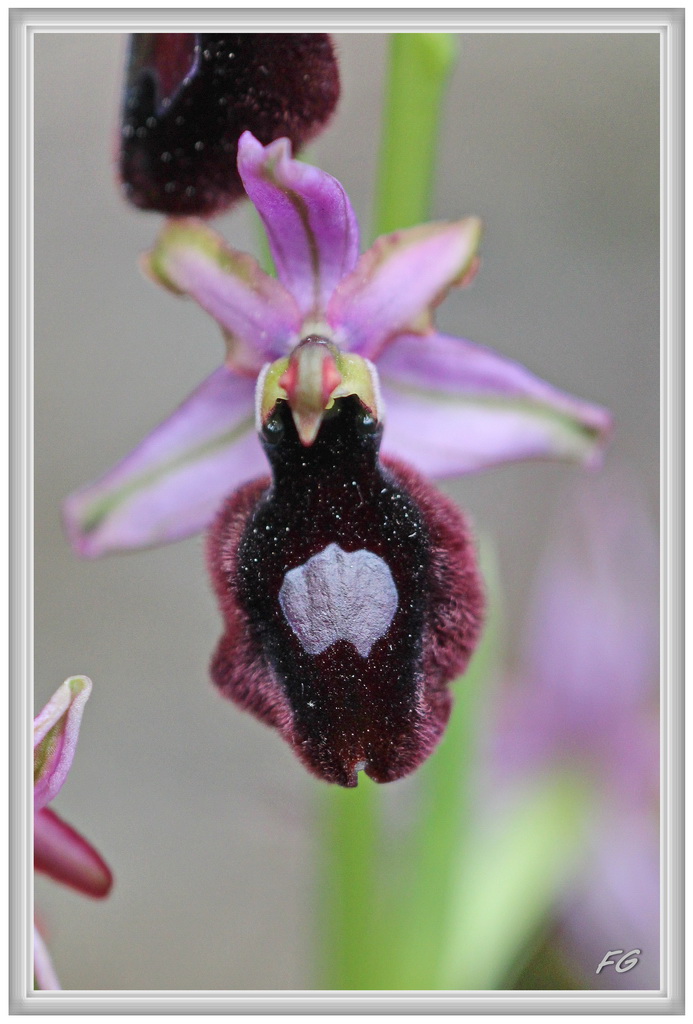 Ophrys bertolonii magniflora ( Ophrys à grandes fleurs ) Ophrys52