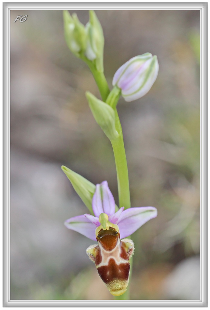 Ophrys corbariensis Ophrys55