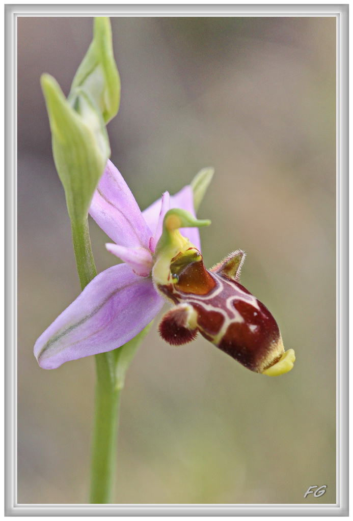 Ophrys corbariensis Ophrys56