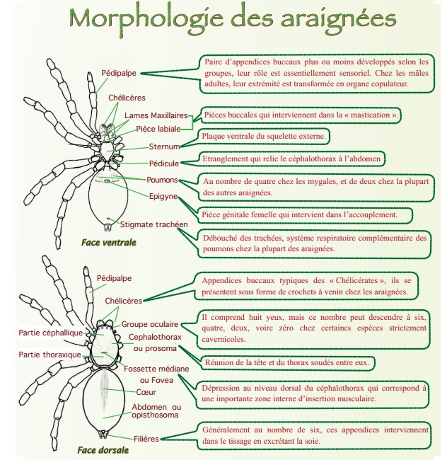 Anatomie d'une araignée Morpho10