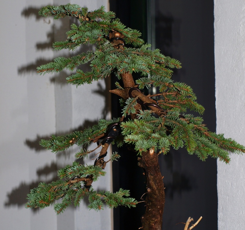 modest yamadori pungens from a danish forest: first styling P1012612