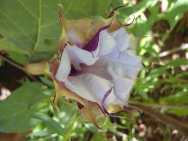 Qui es-tu pseudo ? - Page 3 Datura10