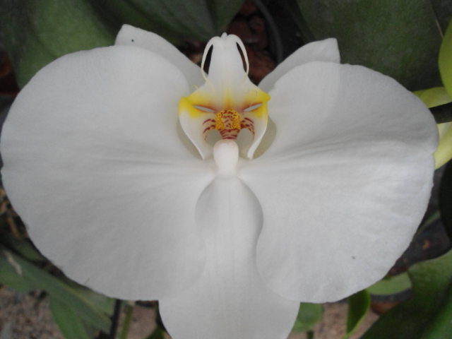 Conflit avec les orchidées Dsc00034